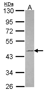 TUFT1 Antibody - Sample (30 ug of whole cell lysate). A: JurKat. 10% SDS PAGE. TUFT1 antibody diluted at 1:1000.
