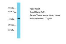 TUFT1 Antibody -  This image was taken for the unconjugated form of this product. Other forms have not been tested.