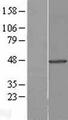 TUFT1 Protein - Western validation with an anti-DDK antibody * L: Control HEK293 lysate R: Over-expression lysate