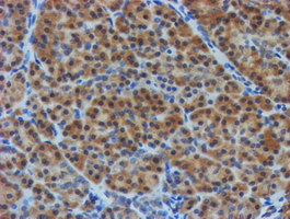TULP3 Antibody - IHC of paraffin-embedded Human pancreas tissue using anti-TULP3 mouse monoclonal antibody.