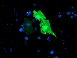 TULP3 Antibody - Anti-TULP3 mouse monoclonal antibody immunofluorescent staining of COS7 cells transiently transfected by pCMV6-ENTRY TULP3.