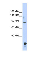 TULP4 Antibody - TULP4 antibody Western blot of 293T cell lysate. This image was taken for the unconjugated form of this product. Other forms have not been tested.