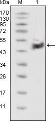 Tumor suppressor p53 Antibody - p53 Antibody in Western Blot (WB)