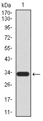 TUP1 Antibody - Western blot using UTF1 monoclonal antibody against human UTF1 recombinant protein. (Expected MW is 32.8 kDa)