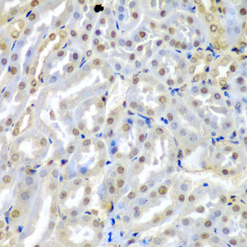 TUSC2 / FUS1 Antibody - Immunohistochemistry of paraffin-embedded mouse kidney tissue.