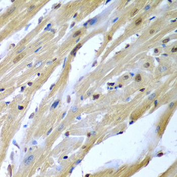 TUSC2 / FUS1 Antibody - Immunohistochemistry of paraffin-embedded mouse heart.