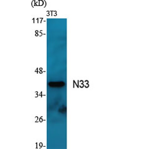 TUSC3 Antibody - Western blot of N33 antibody