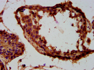 TUSC3 Antibody - Immunohistochemistry Dilution at 1:300 and staining in paraffin-embedded human testis tissue performed on a Leica BondTM system. After dewaxing and hydration, antigen retrieval was mediated by high pressure in a citrate buffer (pH 6.0). Section was blocked with 10% normal Goat serum 30min at RT. Then primary antibody (1% BSA) was incubated at 4°C overnight. The primary is detected by a biotinylated Secondary antibody and visualized using an HRP conjugated SP system.