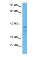 TUSC3 Antibody - Western blot of TUSC3 Antibody with human U937 Whole Cell lysate.  This image was taken for the unconjugated form of this product. Other forms have not been tested.