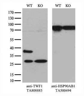 TWF1 / PTK9 Antibody - Equivalent amounts of cell lysates  and TWF1-Knockout HeLa cells  were separated by SDS-PAGE and immunoblotted with anti-TWF1 monoclonal antibody. Then the blotted membrane was stripped and reprobed with anti-HSP90 antibody as a loading control.