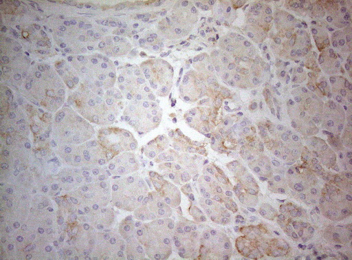 TWF1 / PTK9 Antibody - Immunohistochemical staining of paraffin-embedded Human pancreas tissue within the normal limits using anti-TWF1 mouse monoclonal antibody. (Heat-induced epitope retrieval by 1mM EDTA in 10mM Tris buffer. (pH8.5) at 120°C for 3 min. (1:150)