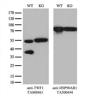 TWF1 / PTK9 Antibody - Equivalent amounts of cell lysates  and TWF1-Knockout HeLa cells  were separated by SDS-PAGE and immunoblotted with anti-TWF1 monoclonal antibody. Then the blotted membrane was stripped and reprobed with anti-HSP90 antibody as a loading control.