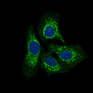 TWF1 / PTK9 Antibody - Immunofluorescence of HeLa cells using TWF1 mouse monoclonal antibody (green). Blue: DRAQ5 fluorescent DNA dye.