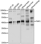 TWF1 / PTK9 Antibody - Western blot analysis of extracts of various cell lines, using TWF1 antibody at 1:1000 dilution. The secondary antibody used was an HRP Goat Anti-Rabbit IgG (H+L) at 1:10000 dilution. Lysates were loaded 25ug per lane and 3% nonfat dry milk in TBST was used for blocking. An ECL Kit was used for detection and the exposure time was 1s.