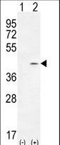 TWF2 / PTK9L Antibody - Western blot of PTK9L (arrow) using rabbit polyclonal PTK9L Antibody. 293 cell lysates (2 ug/lane) either nontransfected (Lane 1) or transiently transfected (Lane 2) with the PTK9L gene.