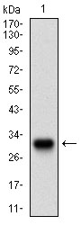 TWIST1 / TWIST Antibody - Western blot using TWIST1 monoclonal antibody against human TWIST1 recombinant protein. (Expected MW is 31.9 kDa)