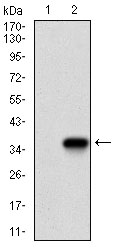 TWIST1 / TWIST Antibody - Western blot using TWIST1 monoclonal antibody against HEK293 (1) and TWIST1 (AA: 9-74)-hIgGFc transfected HEK293 (2) cell lysate.