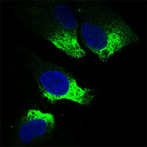 TWIST1 / TWIST Antibody - Immunofluorescence of HeLa cells using TWIST1 mouse monoclonal antibody (green). Blue: DRAQ5 fluorescent DNA dye.