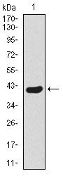 TWIST1 / TWIST Antibody - TWIST1 Antibody in Western Blot (WB)