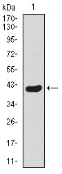 TWIST1 / TWIST Antibody - Western blot using TWIST1 monoclonal antibody against human TWIST1 recombinant protein. (Expected MW is 40 kDa)