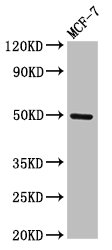 TWIST1 / TWIST Antibody - Positive Western Blot detected in MCF-7 whole cell lysate. All lanes: TWIST1 antibody at 3 µg/ml Secondary Goat polyclonal to rabbit IgG at 1/50000 dilution. Predicted band size: 21 KDa. Observed band size: 50 KDa