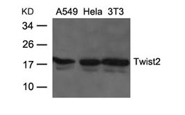 TWIST2 Antibody - Western blot of extracts from A549, HeLa and 3T3 cells using Twist2 Antibody
