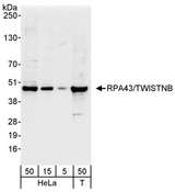 TWISTNB Antibody - Detection of Human RPA43/TWISTNB by Western Blot. Samples: Whole cell lysate from HeLa (5, 15 and 50 ug) and 293T (T; 50 ug) cells. Antibody: Affinity purified rabbit anti-RPA43/TWISTNB antibody used for WB at 0.04 ug/ml. Detection: Chemiluminescence with an exposure time of 10 seconds.