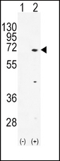 TXK / RLK Antibody - Western blot of TXK (arrow) using rabbit polyclonal hTXK-E37. 293 cell lysates (2 ug/lane) either nontransfected (Lane 1) or transiently transfected (Lane 2) with the TXK gene.