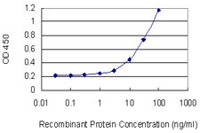 TXK / RLK Antibody - Detection limit for recombinant GST tagged TXK is 0.3 ng/ml as a capture antibody.