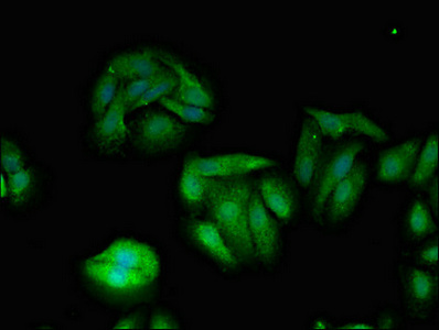 TXK / RLK Antibody - Immunofluorescent analysis of HepG2 cells diluted at 1:100 and Alexa Fluor 488-congugated AffiniPure Goat Anti-Rabbit IgG(H+L)