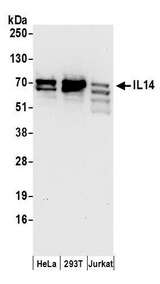TXLNA / Alpha Taxilin Antibody - Detection of human IL14 by western blot. Samples: Whole cell lysate (50 µg) from HeLa, HEK293T, and Jurkat cells prepared using NETN lysis buffer. Antibodies: Affinity purified rabbit anti-IL14 antibody used for WB at 0.1 µg/ml. Detection: Chemiluminescence with an exposure time of 30 seconds.