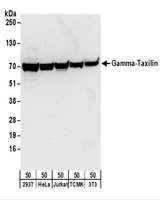 TXLNG Antibody - Detection of Human and Mouse Gamma-Taxilin by Western Blot. Samples: Whole cell lysate (50 ug) from 293T, HeLa, Jurkat, mouse TCMK-1, and mouse NIH3T3 cells. Antibodies: Affinity purified rabbit anti-Gamma-Taxilin antibody used for WB at 0.04 ug/ml. Detection: Chemiluminescence with an exposure time of 10 seconds.