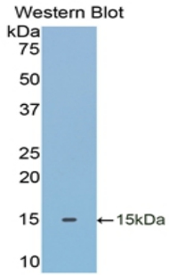 TXN / Thioredoxin / TRX Antibody - Western blot of recombinant TXN / Thioredoxin / TRX.  This image was taken for the unconjugated form of this product. Other forms have not been tested.