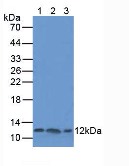 TXN / Thioredoxin / TRX Antibody - Western Blot; Sample: Lane1: Human hepG2 Cells; Lane2: Human MCF7 Cells; Lane3: Human Hela Cells.