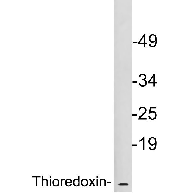 TXN / Thioredoxin / TRX Antibody - Western blot analysis of lysates from K562 cells, using Thioredoxin antibody.