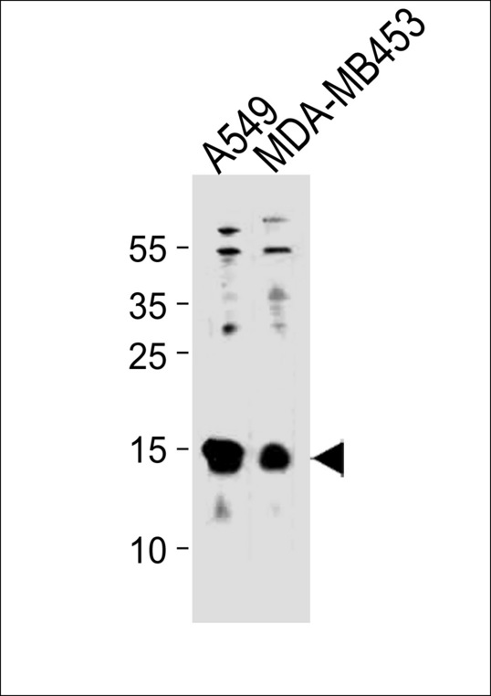 TXN / Thioredoxin / TRX Antibody - TXN Antibody western blot of A549,MDA-MB453 cell line lysates (35 ug/lane). The TXN antibody detected the TXN protein (arrow).