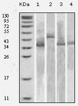 TXN / Thioredoxin / TRX Antibody - Thioredoxin 1 Antibody in Western Blot (WB)