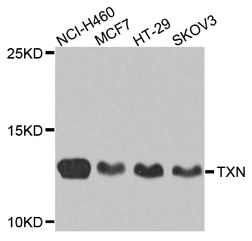 TXN / Thioredoxin / TRX Antibody - Western blot analysis of extracts of various cells.