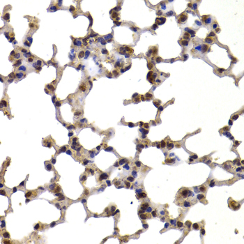TXN / Thioredoxin / TRX Antibody - Immunohistochemistry of paraffin-embedded mouse lung tissue.