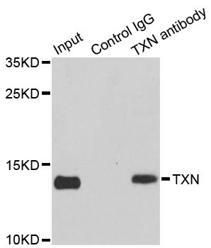 TXN / Thioredoxin / TRX Antibody - Immunoprecipitation analysis of 150ug extracts of MCF7 cells.