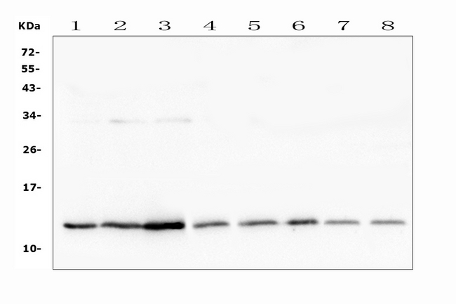 TXN / Thioredoxin / TRX Antibody - Western blot analysis of Thioredoxin TRX using anti-Thioredoxin TRX antibody. Electrophoresis was performed on a 5-20% SDS-PAGE gel at 70V (Stacking gel) / 90V (Resolving gel) for 2-3 hours. The sample well of each lane was loaded with 50ug of sample under reducing conditions. Lane 1: mouse testis tissue lysates,Lane 2: mouse kidney tissue lysates,Lane 3: mouse small intestine tissue lysates,Lane 4: mouse spleen tissue lysates,Lane 5: mouse stomach tissue lysates,Lane 6: mouse lung tissue lysates,Lane 7: mouse smooth muscle tissue lysates,Lane 8: mouse heart tissue lysates. After Electrophoresis, proteins were transferred to a Nitrocellulose membrane at 150mA for 50-90 minutes. Blocked the membrane with 5% Non-fat Milk/ TBS for 1.5 hour at RT. The membrane was incubated with rabbit anti-Thioredoxin TRX antigen affinity purified polyclonal antibody at 0.5 µg/mL overnight at 4°C, then washed with TBS-0.1% Tween 3 times with 5 minutes each and probed with a goat anti-rabbit IgG-HRP secondary antibody at a dilution of 1:10000 for 1.5 hour at RT. The signal is developed using an Enhanced Chemiluminescent detection (ECL) kit with Tanon 5200 system. A specific band was detected for Thioredoxin TRX at approximately 12KD. The expected band size for Thioredoxin TRX is at 12KD.