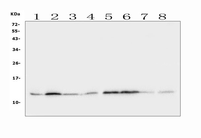TXN / Thioredoxin / TRX Antibody - Western blot analysis of Thioredoxin TRX using anti-Thioredoxin TRX antibody. Electrophoresis was performed on a 5-20% SDS-PAGE gel at 70V (Stacking gel) / 90V (Resolving gel) for 2-3 hours. The sample well of each lane was loaded with 50ug of sample under reducing conditions. Lane 1: rat testis tissue lysates,Lane 2: rat kidney tissue lysates,Lane 3: rat small intestine tissue lysates,Lane 4: rat spleen tissue lysates,Lane 5: rat stomach tissue lysates,Lane 6: rat lung tissue lysates,Lane 7: rat smooth muscle tissue lysates,Lane 8: rat heart tissue lysates. After Electrophoresis, proteins were transferred to a Nitrocellulose membrane at 150mA for 50-90 minutes. Blocked the membrane with 5% Non-fat Milk/ TBS for 1.5 hour at RT. The membrane was incubated with rabbit anti-Thioredoxin TRX antigen affinity purified polyclonal antibody at 0.5 µg/mL overnight at 4°C, then washed with TBS-0.1% Tween 3 times with 5 minutes each and probed with a goat anti-rabbit IgG-HRP secondary antibody at a dilution of 1:10000 for 1.5 hour at RT. The signal is developed using an Enhanced Chemiluminescent detection (ECL) kit with Tanon 5200 system. A specific band was detected for Thioredoxin TRX at approximately 12KD. The expected band size for Thioredoxin TRX is at 12KD.
