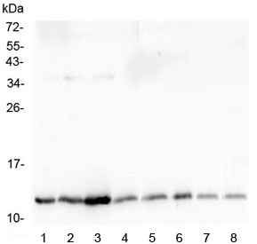 TXN / Thioredoxin / TRX Antibody - Western blot testing of mouse 1) testis, 2) kidney, 3) small intestine, 4) spleen, 5) stomach, 6) lung, 7) smooth muscle and 8) heart lysate with TXN antibody at 0.5ug/ml. Predicted molecular weight ~12 kDa.