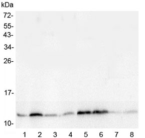 TXN / Thioredoxin / TRX Antibody - Western blot testing of rat 1) testis, 2) kidney, 3) small intestine, 4) spleen, 5) stomach, 6) lung, 7) smooth muscle and 8) heart lysate with TXN antibody at 0.5ug/ml. Predicted molecular weight ~12 kDa.