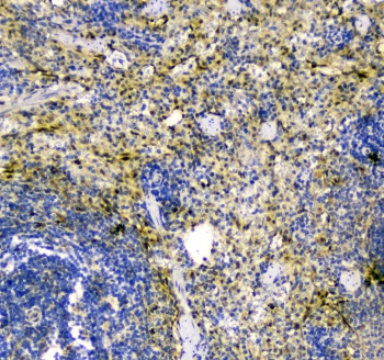 TXN / Thioredoxin / TRX Antibody - IHC staining of FFPE rat spleen with TRX antibody at 1ug/ml. HIER: boil tissue sections in pH6, 10mM citrate buffer, for 10-20 min followed by cooling at RT for 20 min.