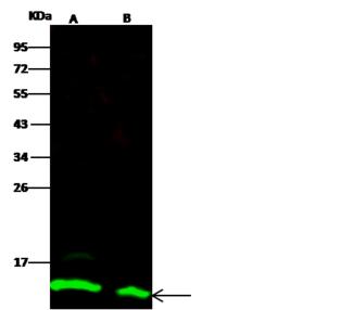 TXN / Thioredoxin / TRX Antibody - Anti-TXN rabbit polyclonal antibody at 1:500 dilution. Lane A: HL60 Whole Cell Lysate. Lane B: Hela Whole Cell Lysate. Lysates/proteins at 30 ug per lane. Secondary: Goat Anti-Rabbit IgG H&L (Dylight 800) at 1/10000 dilution. Developed using the Odyssey technique. Performed under reducing conditions. Predicted band size: 12 kDa. Observed band size: 12 kDa.