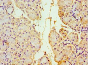 TXN2 / Thioredoxin 2 Antibody - Immunohistochemistry of paraffin-embedded human pancreas using antibody at 1:100 dilution.