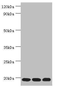 TXN2 / Thioredoxin 2 Antibody - Western blot All lanes: Thioredoxin, mitochondrial antibody at 3µg/ml Lane 1: Mouse liver tissue Lane 2: Rat brain tissue Lane 3: Mouse kidney tissue Secondary Goat polyclonal to rabbit IgG at 1/10000 dilution Predicted band size: 18 kDa Observed band size: 18 kDa