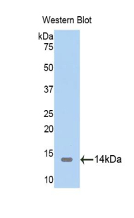 TXN2 / Thioredoxin 2 Antibody - Western blot of recombinant TXN2 / Thioredoxin 2.  This image was taken for the unconjugated form of this product. Other forms have not been tested.