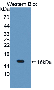 TXN2 / Thioredoxin 2 Antibody - Western blot of TXN2 / Thioredoxin 2 antibody.